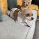 Chihuahua Puppies for sale in Yonkers, NY, USA. price: $1,500