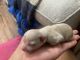 Chihuahua Puppies for sale in Yonkers, NY, USA. price: NA