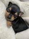 Chihuahua Puppies for sale in Yonkers, NY, USA. price: NA