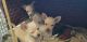 Chihuahua Puppies for sale in Julian, CA 92036, USA. price: NA