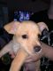 Chihuahua Puppies for sale in Wheat Ridge, CO, USA. price: NA