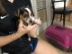 Chihuahua Puppies for sale in Fort Lauderdale, FL, USA. price: NA