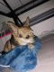 Chihuahua Puppies for sale in Anchorage, AK, USA. price: $500