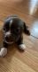 Chihuahua Puppies for sale in 1015 Essex St, San Antonio, TX 78210, USA. price: NA