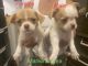 Chihuahua Puppies for sale in Malanday, Marikina, 1800 Metro Manila, Philippines. price: 11000 PHP