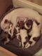 Chihuahua Puppies for sale in Coats, NC 27521, USA. price: NA