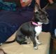 Chihuahua Puppies for sale in Fort Lauderdale, FL, USA. price: NA