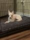 Chihuahua Puppies for sale in San Marcos, CA 92069, USA. price: NA
