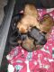Chihuahua Puppies for sale in Birmingham, AL, USA. price: NA