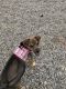 Chihuahua Puppies for sale in Wanaque, NJ, USA. price: NA