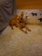 Chihuahua Puppies for sale in Vineland, NJ, USA. price: $500