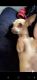 Chihuahua Puppies for sale in Oceanside, CA, USA. price: $150