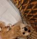 Chihuahua Puppies for sale in Florissant, MO, USA. price: NA
