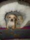Chihuahua Puppies for sale in 521 W Rillito St, Tucson, AZ 85705, USA. price: $450