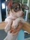 Chihuahua Puppies for sale in Ormond Beach, FL, USA. price: NA