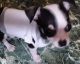 Chihuahua Puppies for sale in Anderson, SC, USA. price: $450