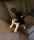 Chihuahua Puppies for sale in Clay, NY, USA. price: $900