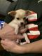Chihuahua Puppies for sale in Clay, NY, USA. price: $1,100