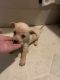 Chihuahua Puppies for sale in Villa Rica, GA 30180, USA. price: $400