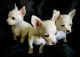 Chihuahua Puppies for sale in Lebanon, NJ 08833, USA. price: NA