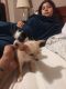 Chihuahua Puppies for sale in 6301 Sierra Blanca Dr, Houston, TX 77083, USA. price: NA