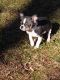 Chihuahua Puppies for sale in Maplewood, MN, USA. price: $1,200