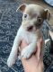 Chihuahua Puppies for sale in Joelton, Nashville, TN 37080, USA. price: NA