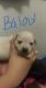 Chihuahua Puppies for sale in San Jose, CA 95116, USA. price: $600
