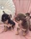 Chihuahua Puppies for sale in San Diego, CA, USA. price: $400