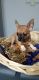 Chihuahua Puppies for sale in Castro Valley, CA, USA. price: $550