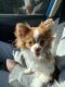 Chihuahua Puppies for sale in Macon, GA, USA. price: NA