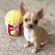 Chihuahua Puppies for sale in Los Gatos, CA, USA. price: NA