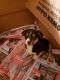 Chihuahua Puppies for sale in Milford Charter Twp, MI, USA. price: NA