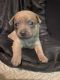 Chihuahua Puppies for sale in Volusia County, FL, USA. price: $450