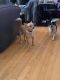 Chihuahua Puppies for sale in Piscataway, NJ 08854, USA. price: $800