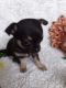 Chihuahua Puppies for sale in Red Rock, TX 78662, USA. price: NA