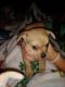 Chihuahua Puppies for sale in Anniston, AL, USA. price: NA