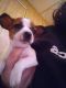 Chihuahua Puppies for sale in Blythe, CA, USA. price: NA