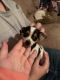 Chihuahua Puppies for sale in Marianna, FL, USA. price: $550