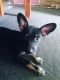 Chihuahua Puppies for sale in Lodi, CA, USA. price: NA