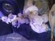 Chihuahua Puppies for sale in Groton, NY 13073, USA. price: NA