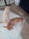 Chihuahua Puppies for sale in Moreno Valley, CA 92557, USA. price: $500