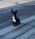 Chihuahua Puppies for sale in Smithville, Galloway, NJ 08205, USA. price: NA