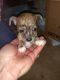 Chihuahua Puppies for sale in 1421 W Front St, Iva, SC 29655, USA. price: $75