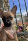 Chihuahua Puppies for sale in Goodyear, AZ, USA. price: NA