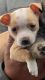 Chihuahua Puppies for sale in San Diego, CA, USA. price: $2,100