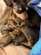 Chihuahua Puppies for sale in Greenville, NC, USA. price: NA