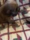 Chihuahua Puppies for sale in Walnut Cove, NC 27052, USA. price: NA