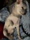 Chihuahua Puppies for sale in Atlanta, GA 30301, USA. price: $650