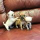 Chihuahua Puppies for sale in Colorado Springs, CO, USA. price: $1,000